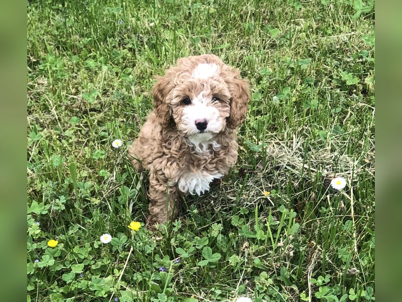 "Wunderschöne, verschmuste reinrassige Maltipoo  Welpe"