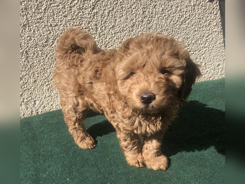 Teddy , wunderschöne, verschmuste reinrassige Maltipoo, Toypuder Welpe