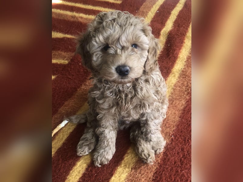 Teddy , wunderschöne, verschmuste reinrassige Maltipoo, Toypuder Welpe