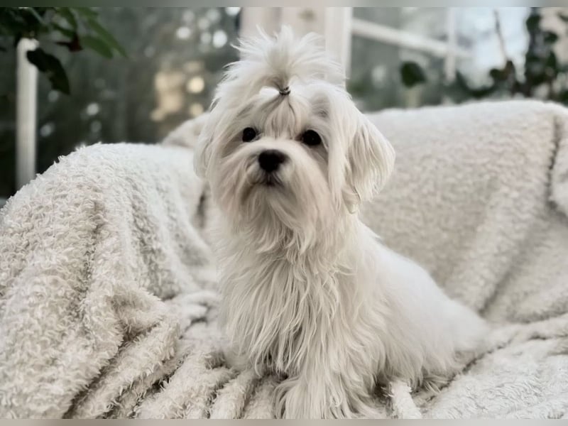 Malteser Rüde mit Pap. 7 Monate