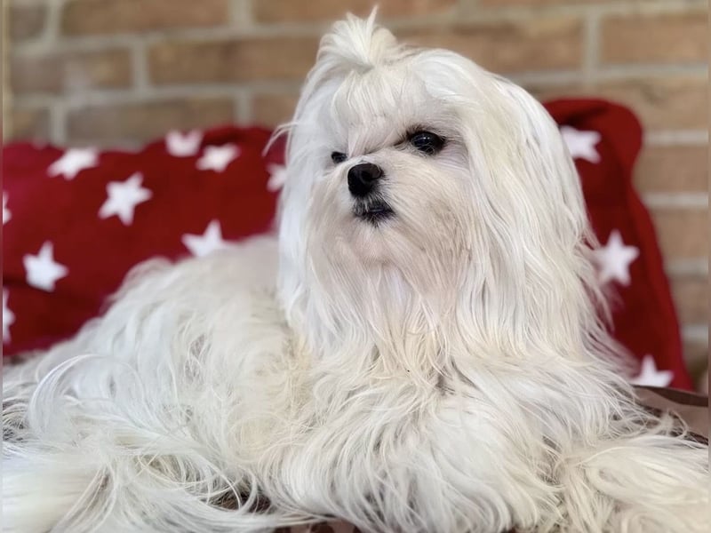 Malteser Rüde mit Pap. 7 Monate