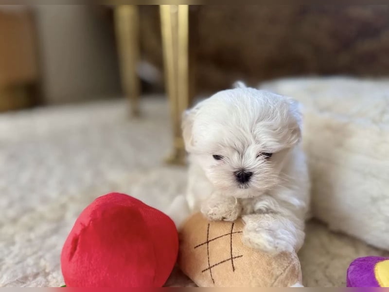Malteser Mädchen 7 Monate mit Papieren