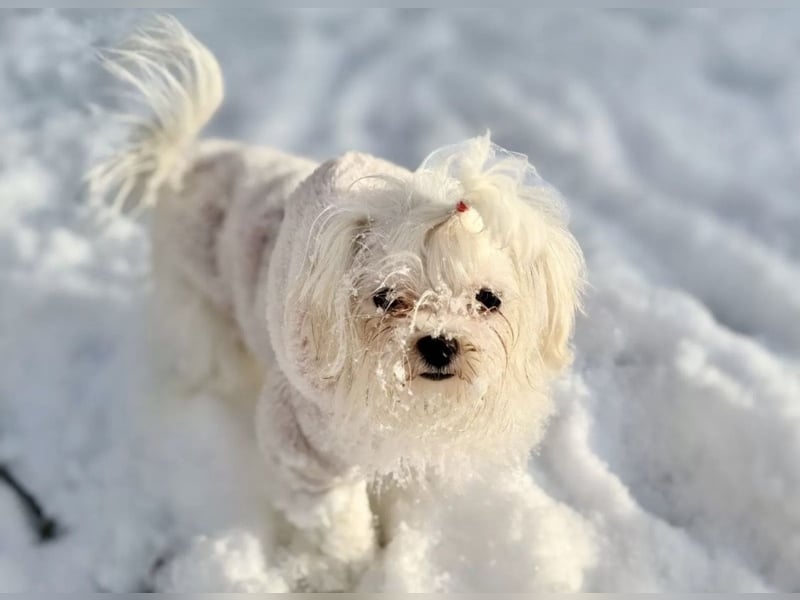 Malteser Hündin mit Pap. 7 Monate