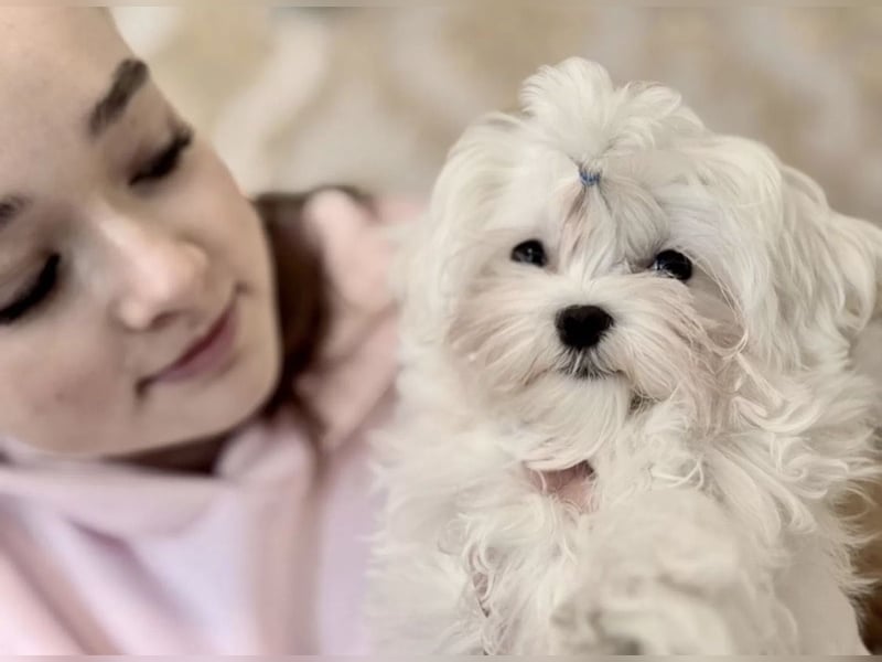 Malteser Rüde mit Pap. 7 Monate