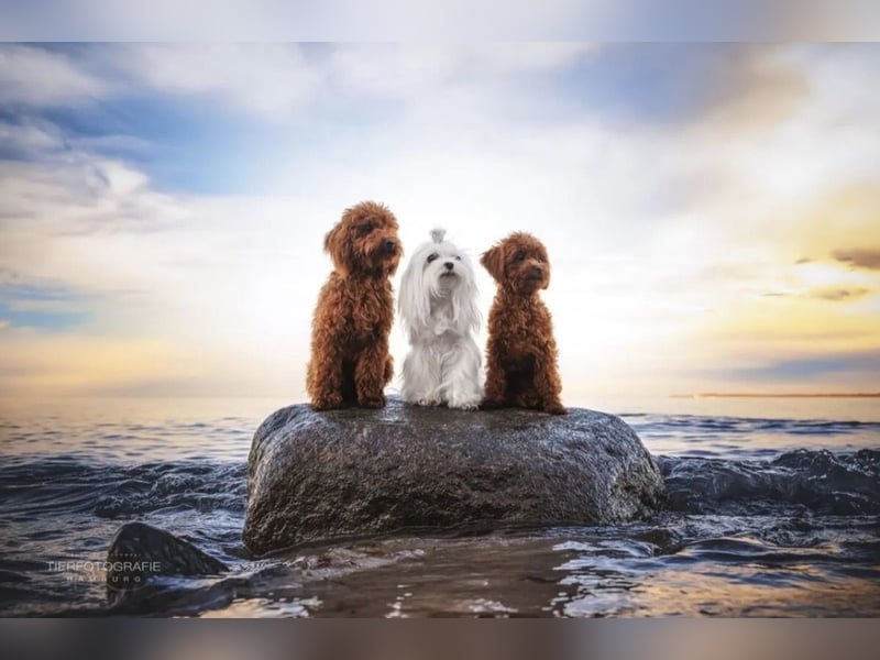 Malteser Rüde mit Pap. 7 Monate