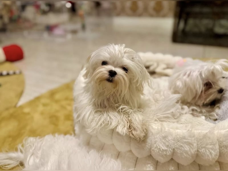 Malteser Hündin mit Pap. 7 Monate