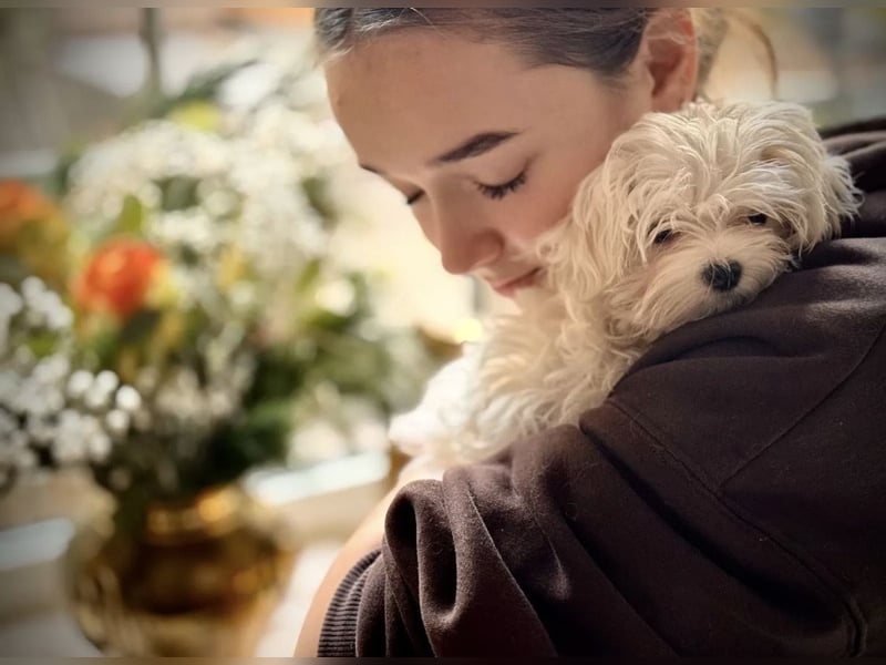 Malteser Mädchen 7 Monate mit Papieren