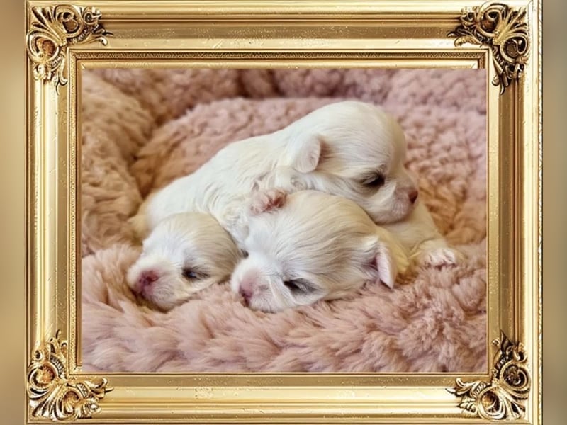 Malteser Mädchen 7 Monate mit Papieren