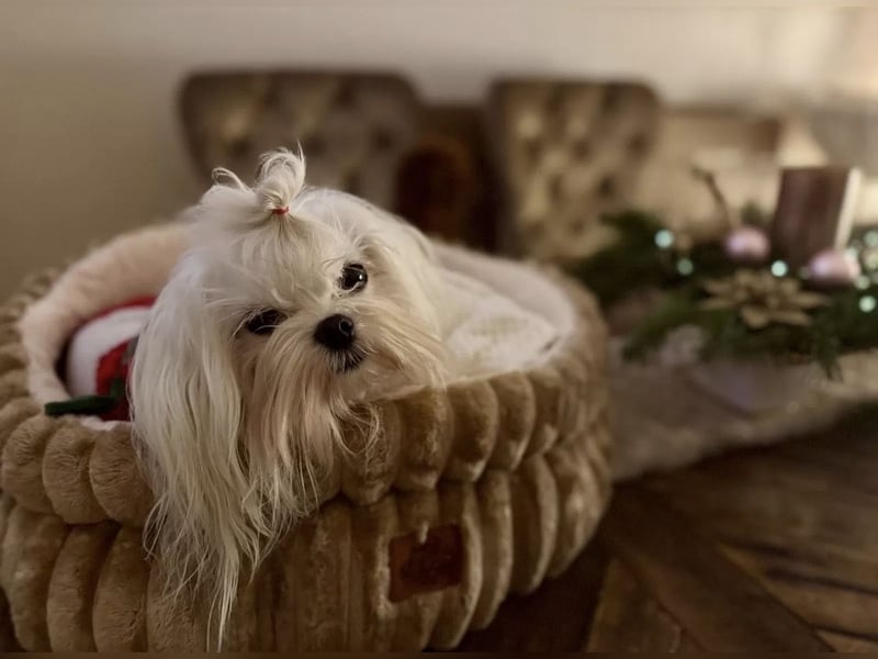 Malteser Rüde mit Pap. 7 Monate