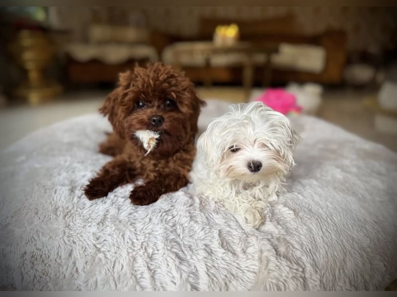 Malteser Hündin mit Pap. 7 Monate