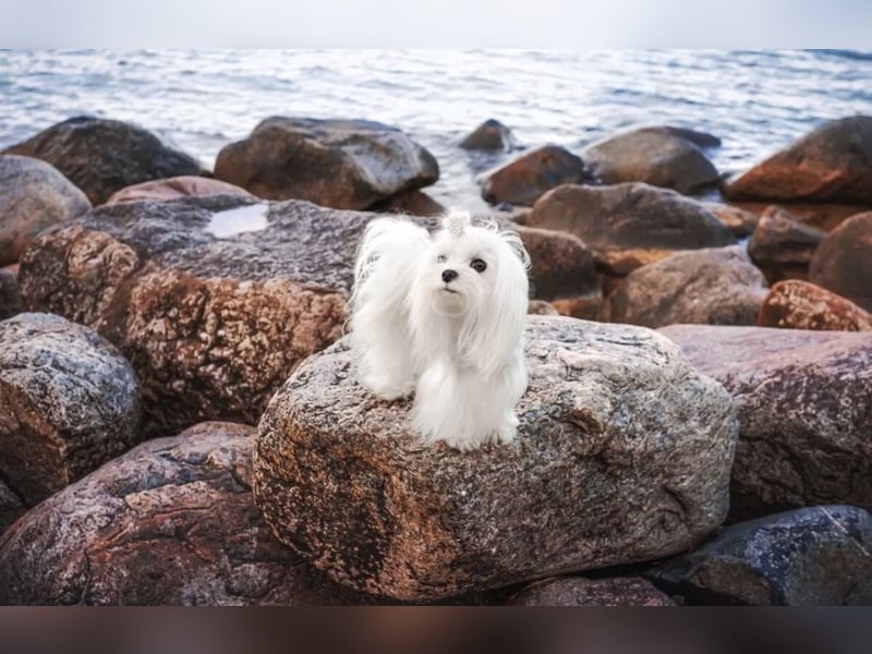 Malteser Rüde mit Pap. 7 Monate