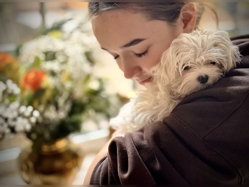 Malteser Rüde mit Pap. 7 Monate