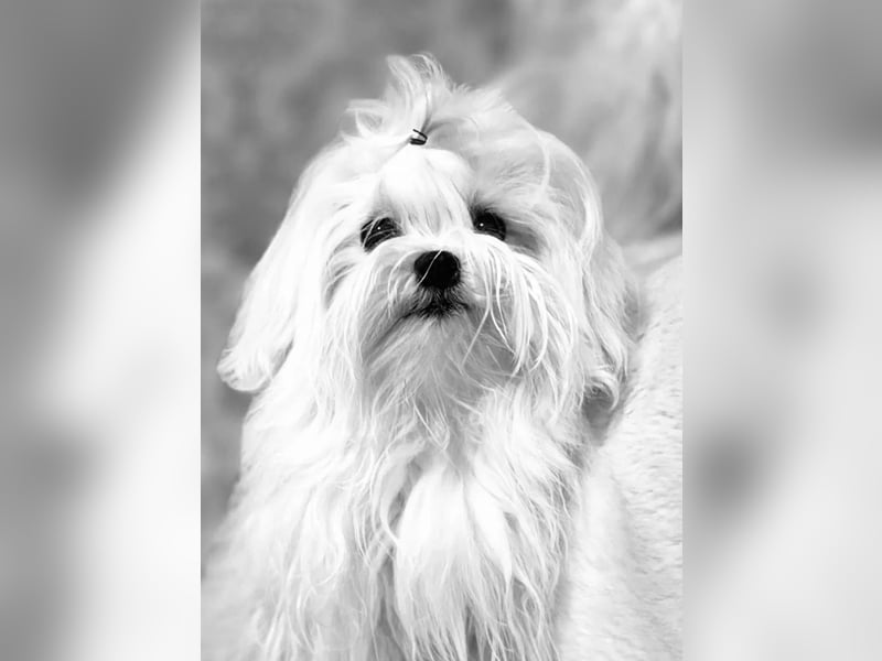 Malteser Hündin mit Pap. 7 Monate