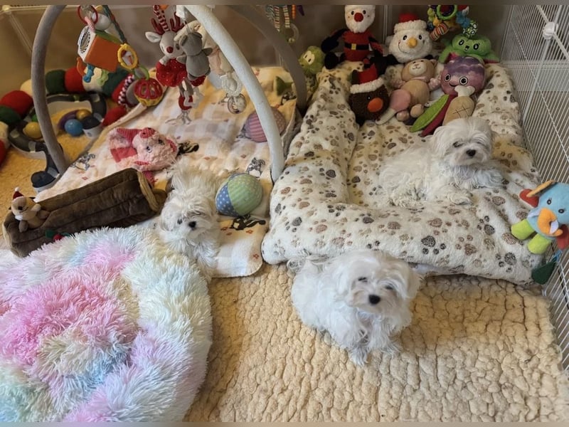 Malteser Rüde mit Pap. 7 Monate