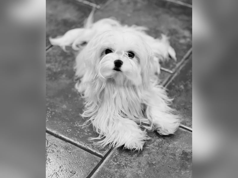 Malteser Rüde mit Pap. 7 Monate