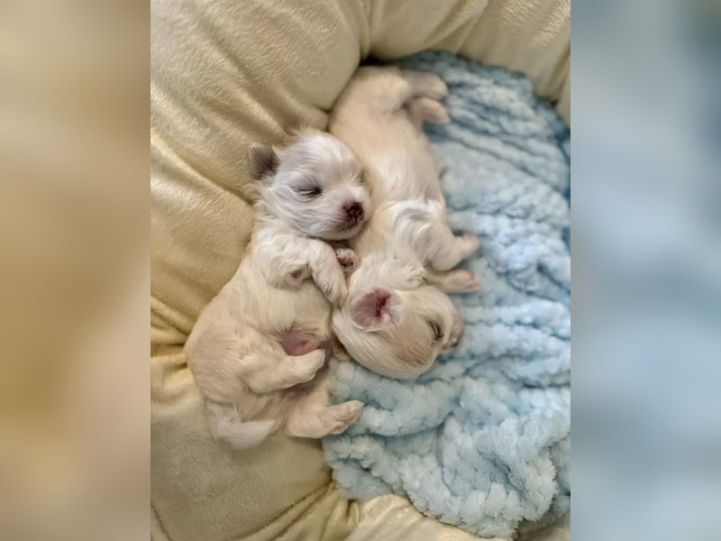 Malteser Hündin mit Pap. 7 Monate