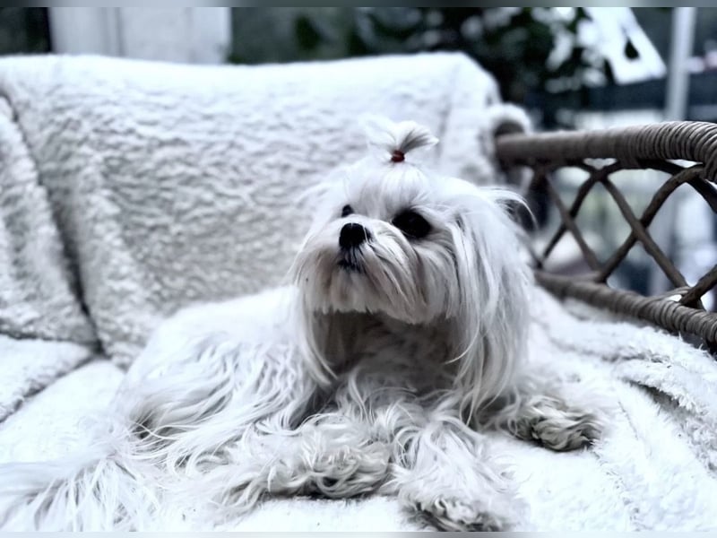 Malteser Hündin mit Pap. 7 Monate