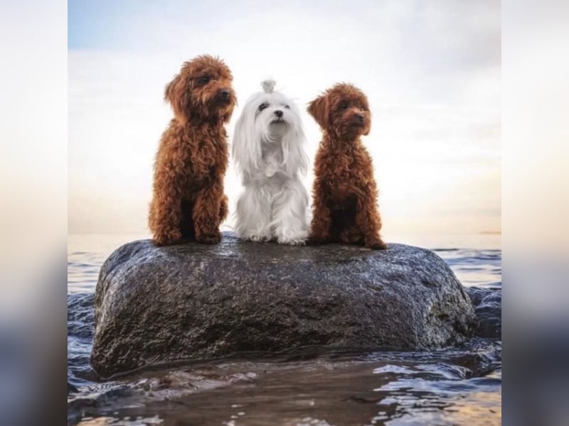 Malteser Hündin mit Pap. 7 Monate