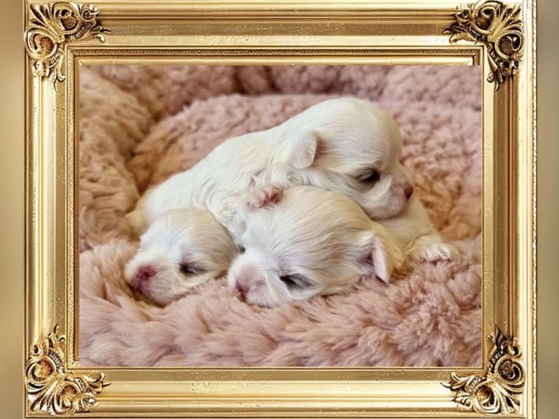 Malteser Rüde mit Pap. 7 Monate