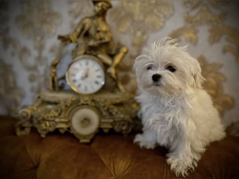 Malteser Rüde mit Pap. 7 Monate