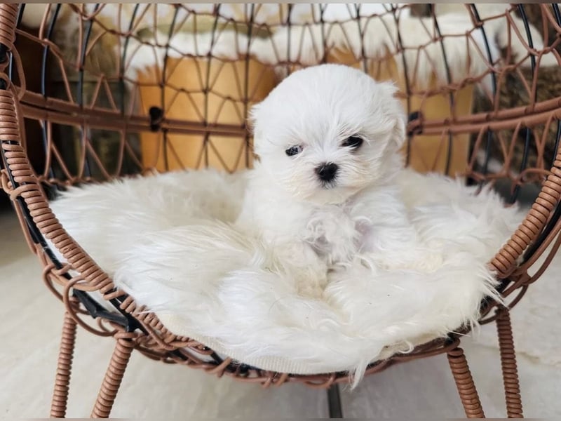 Malteser Rüde mit Pap. 7 Monate