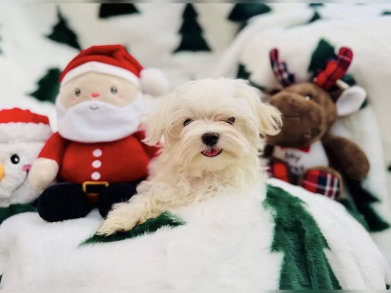 Malteser Rüde mit Pap. 7 Monate