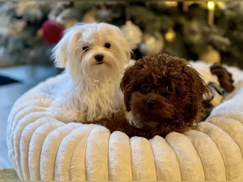 Malteser Mädchen 7 Monate mit Papieren