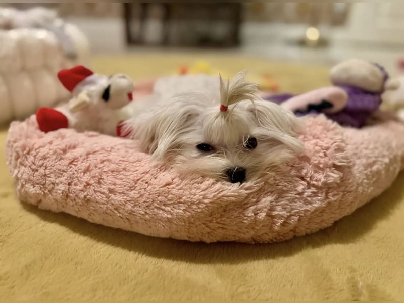 Malteser Mädchen 7 Monate mit Papieren