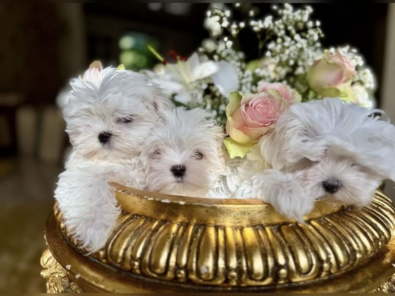 Malteser Rüde mit Pap. 7 Monate