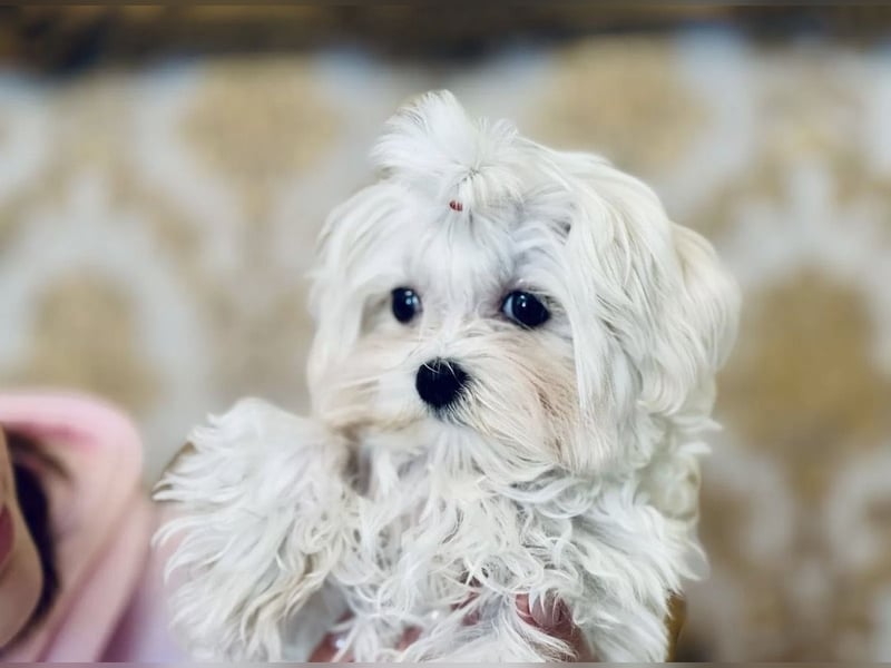 Malteser Mädchen 7 Monate mit Papieren