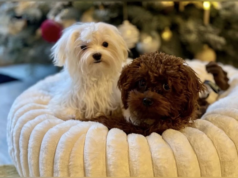 Malteser Rüde mit Pap. 7 Monate