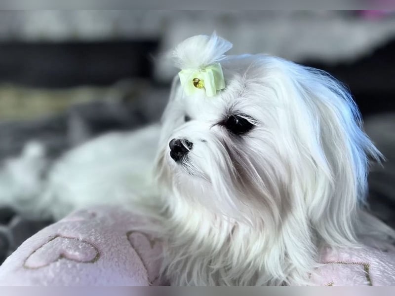 Malteser Mädchen 7 Monate mit Papieren