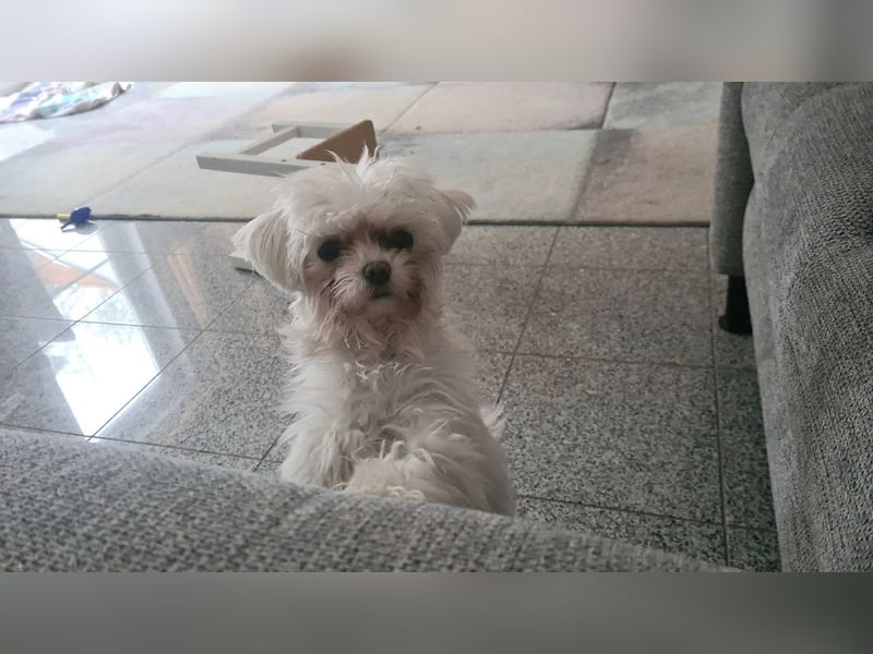 am 03.02.2025 geborene Malteser Toy Hündin sucht neues Zuhause