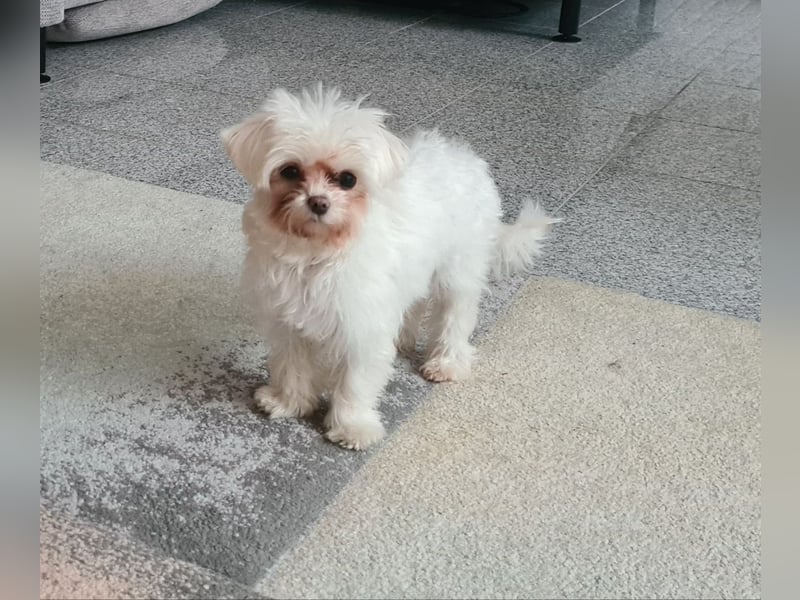 am 03.02.2025 geborene Malteser Toy Hündin sucht neues Zuhause