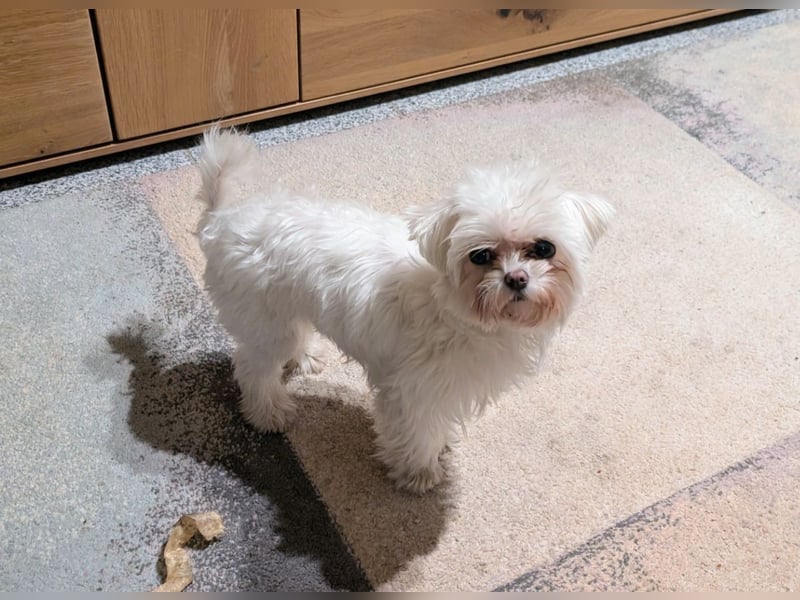 am 03.02.2025 geborene Malteser Toy Hündin sucht neues Zuhause