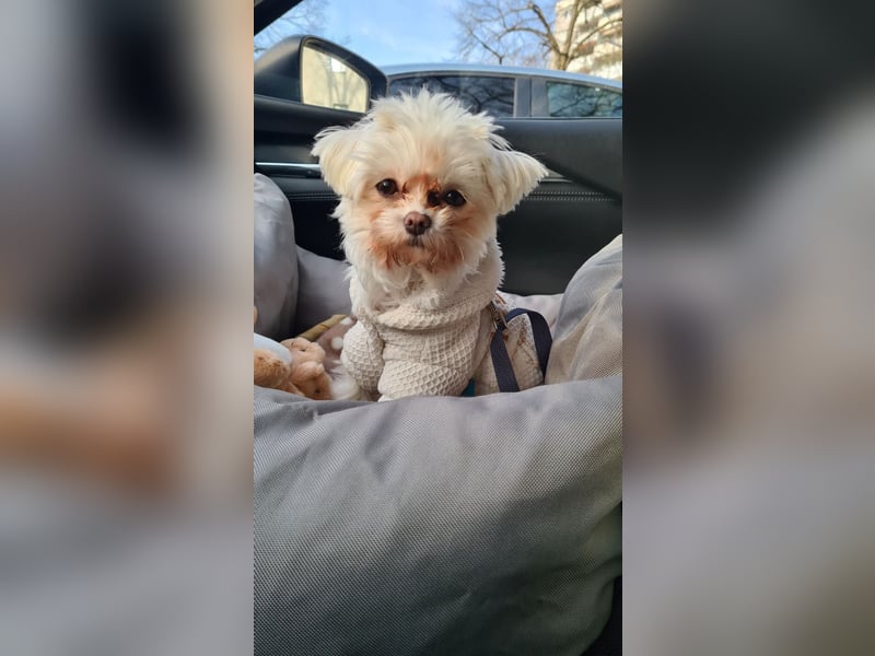 am 03.02.2025 geborene Malteser Toy Hündin sucht neues Zuhause