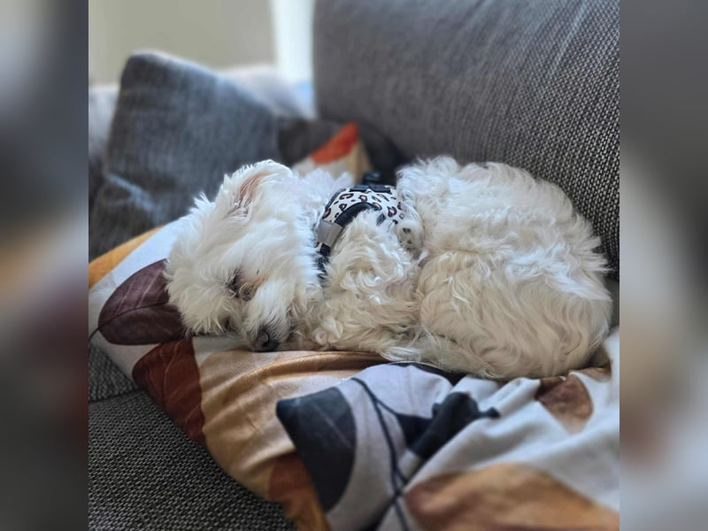 Darti - ist traumatisiert