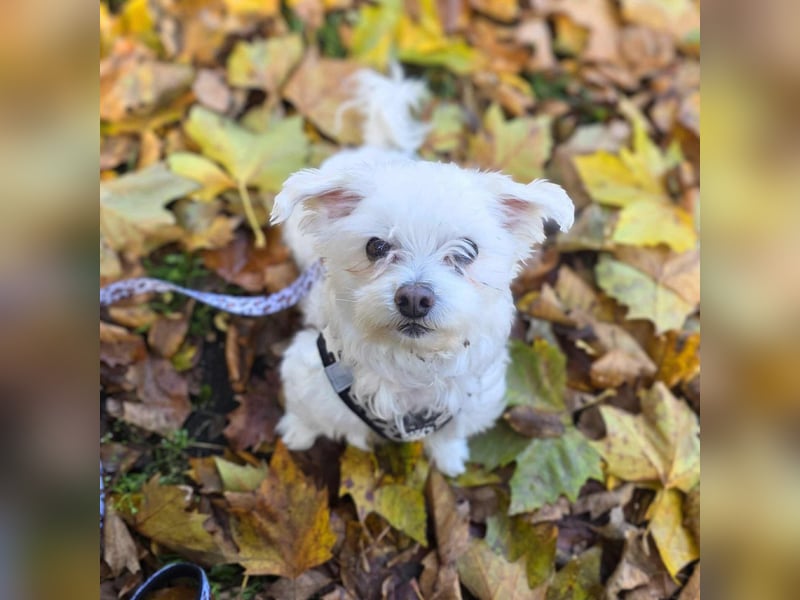 Darti - ist traumatisiert