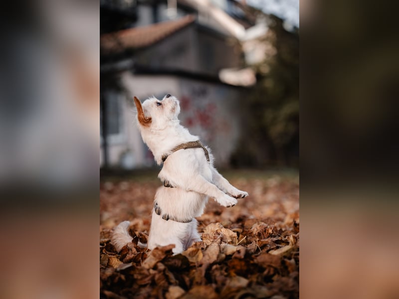 Poppy in 86154 Augsburg