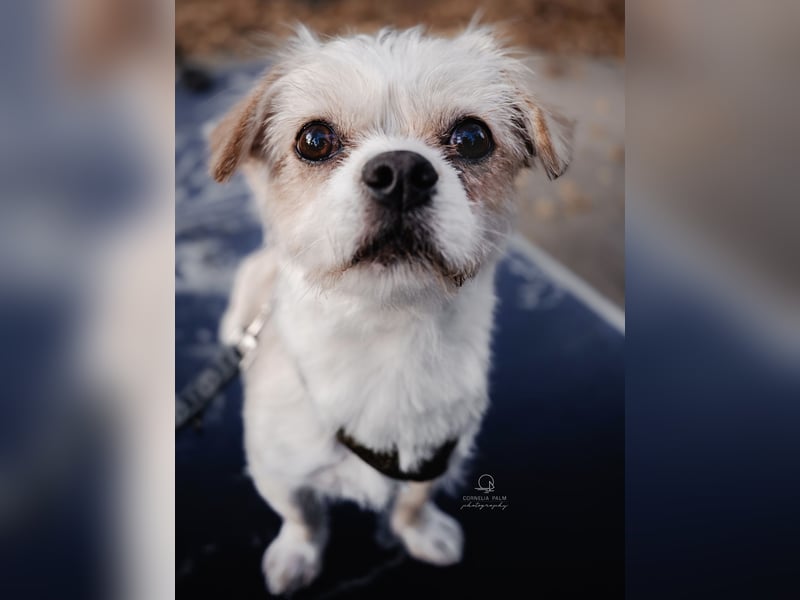 Poppy in 86154 Augsburg