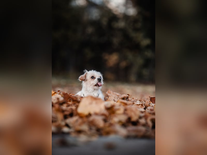 Poppy in 86154 Augsburg