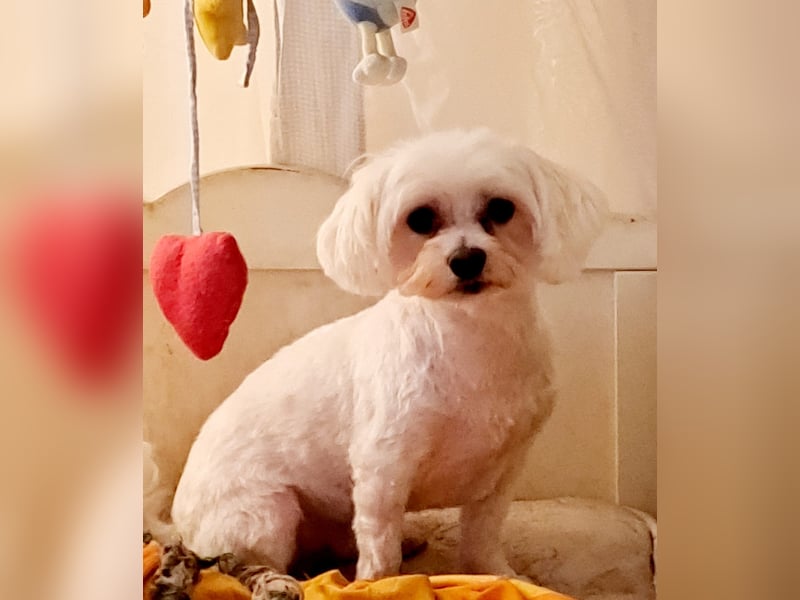 Malteser Mama mit Sohn, kastriert