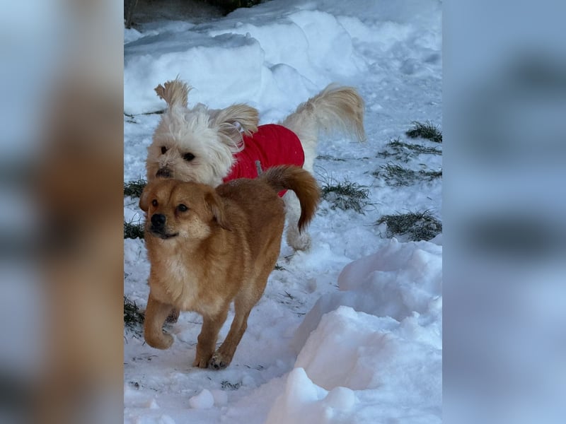 Kimmi, Pflegestelle 63067 Offenbach