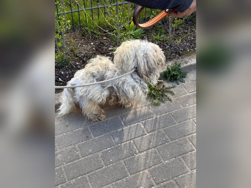 Bounty, Pflegestelle 48249 Dülmen