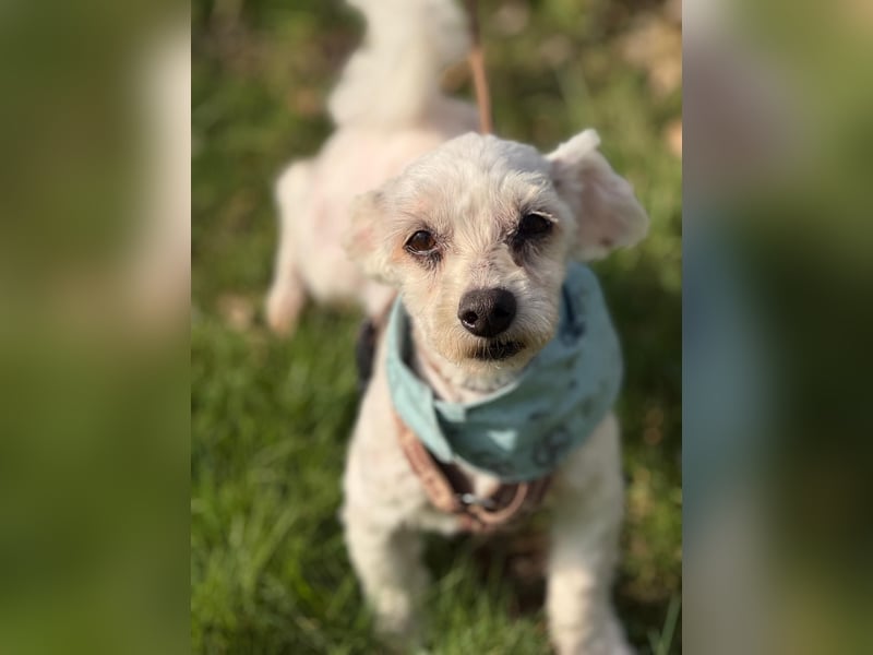 Bounty, Pflegestelle 48249 Dülmen