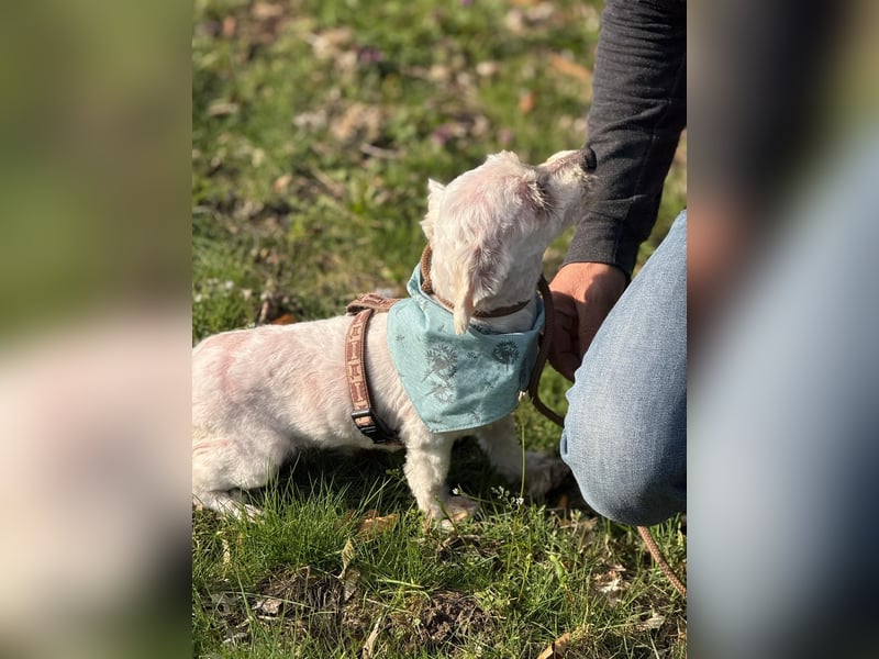 Bounty, Pflegestelle 48249 Dülmen