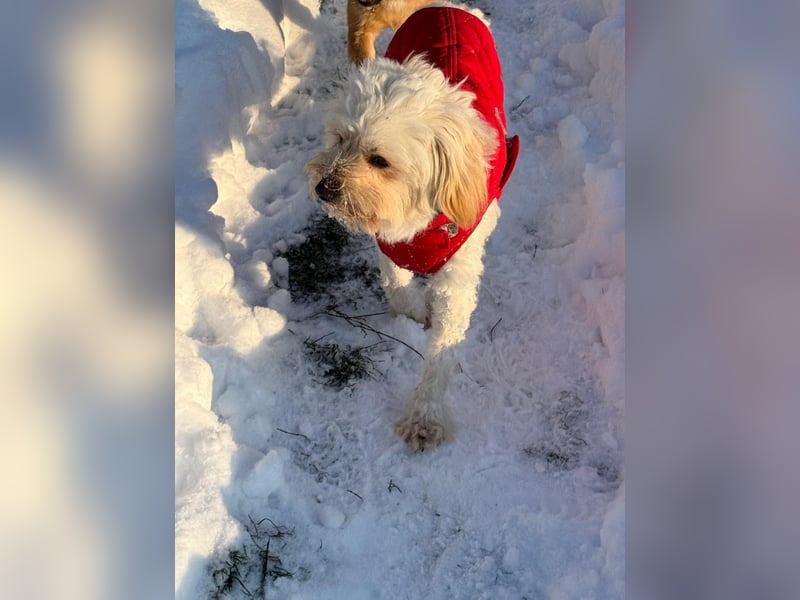 Kimmi, Pflegestelle 63067 Offenbach