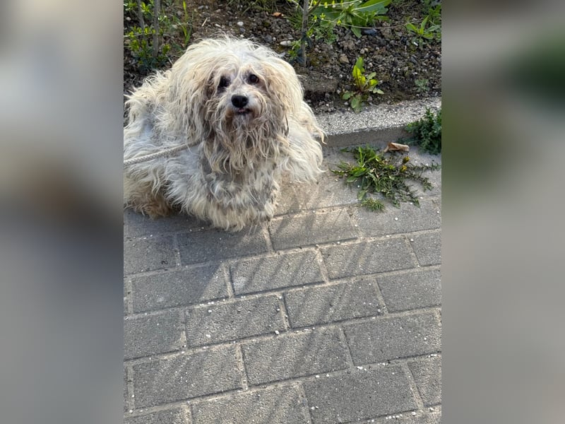 Bounty, Pflegestelle 48249 Dülmen