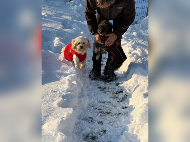 Kimmi, Pflegestelle 63067 Offenbach