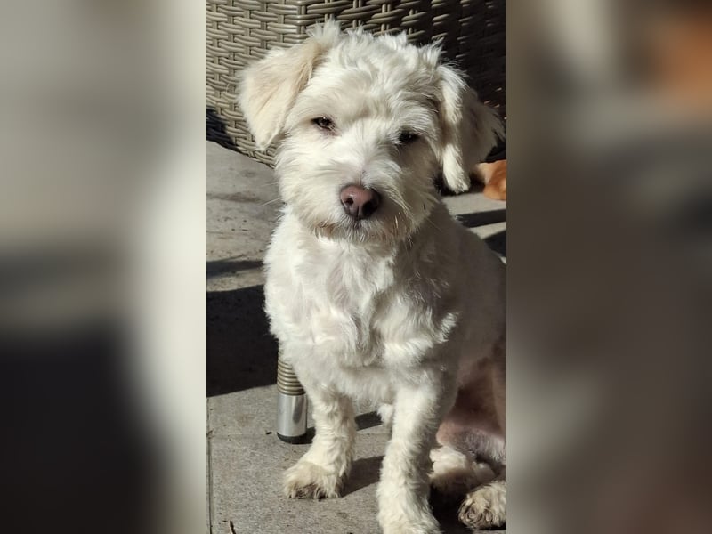 Willow - verdient ein eigenes Körbchen